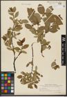 Foto von Salix hastata L.